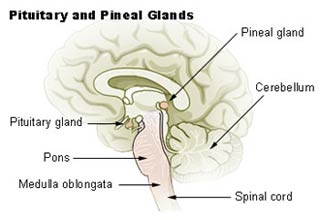 The location of the pineal and pituitary glands