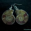 ammonite earrings