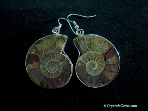 ammonite earrings