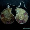 ammonite earrings