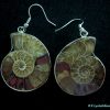 ammonite earrings