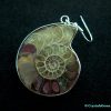 ammonite earrings