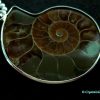 ammonite pendant
